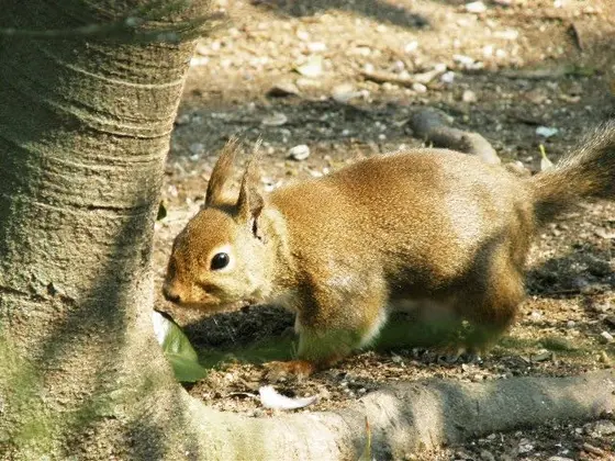 リス🐿