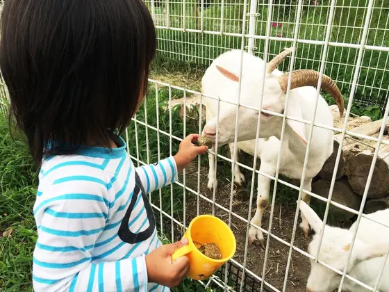 動物とのふれあいコーナー