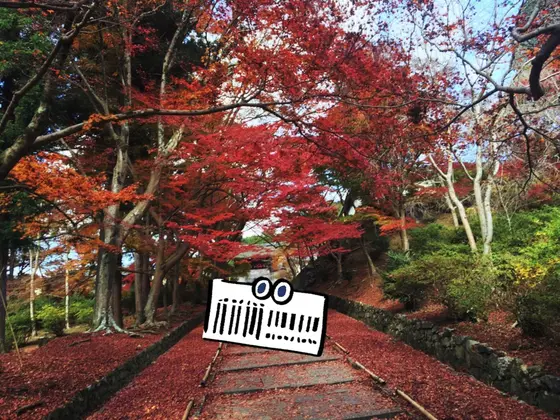 紅葉の絨毯