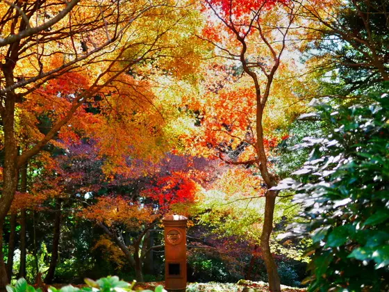 播州清水寺の紅葉③