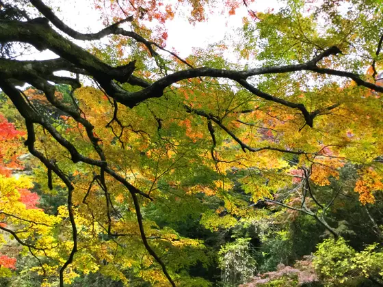 樹齢100年以上の紅葉