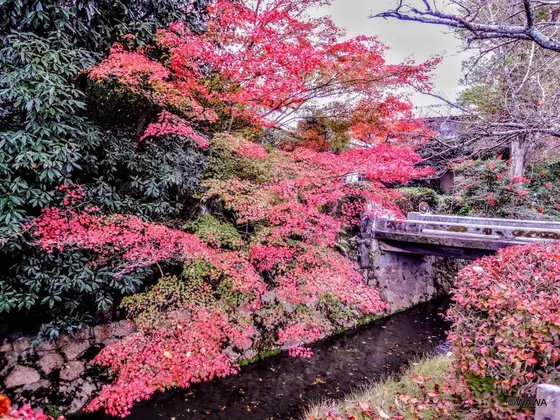 今秋の哲学の道