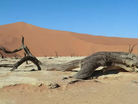 白い砂漠デッドフレイ