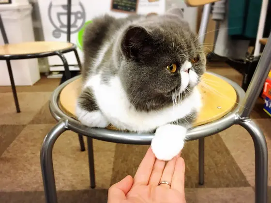 ぶちゃかわの兄弟ネコさまがいます