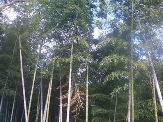 竹林の保存地区