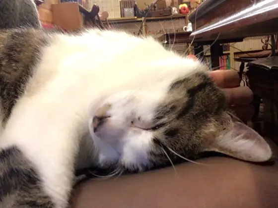 猫好きにはたまらない空間！