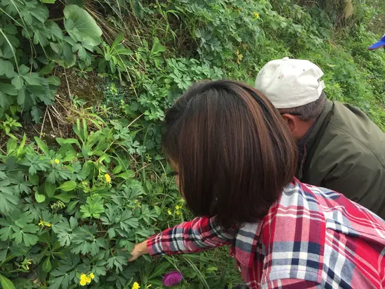島の野草を摘み