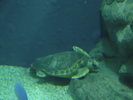 クック海峡