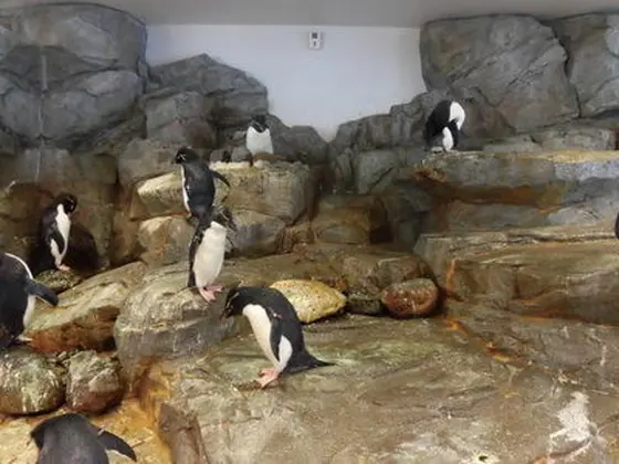 フォークランド諸島
