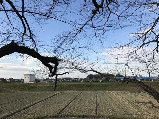 黄金堤からの景色