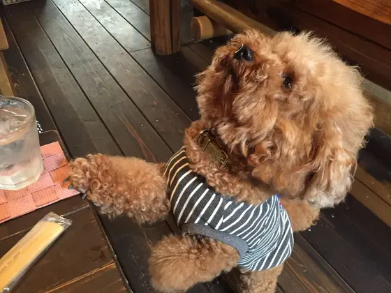 看板犬ジャンプくん