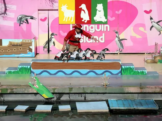 ペンギンアイランド