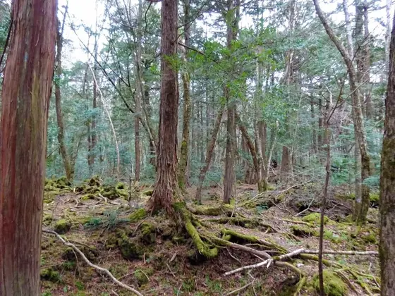 樹海は自然の芸術の宝庫！