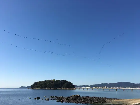 秋の渡り鳥