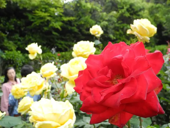 スポット内のおすすめ