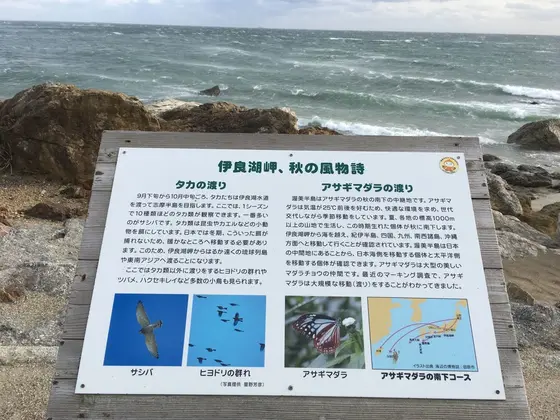 鷹や蝶の渡り