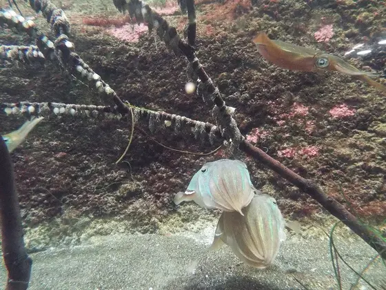 コウイカとヤリイカ