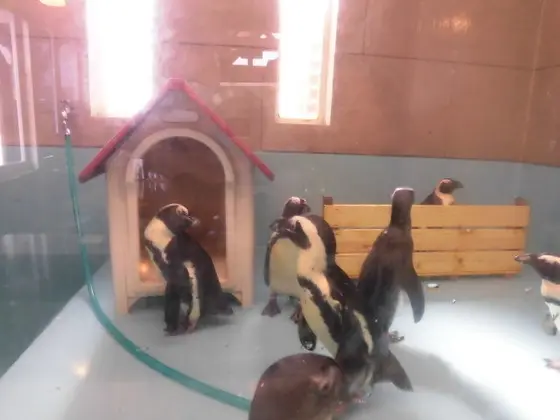 本物のペンギン