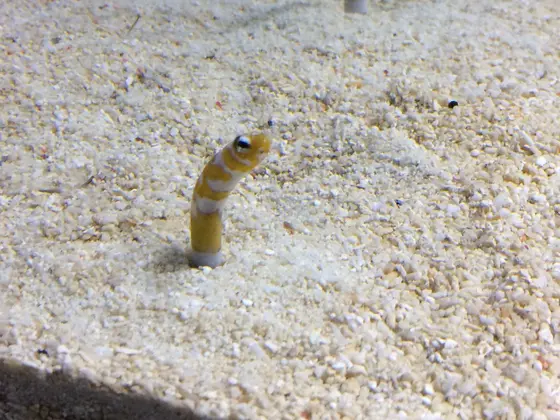 すみだ水族館といえば、、💁