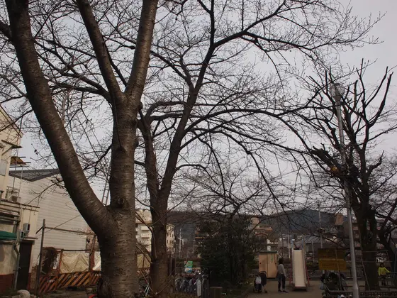 公園