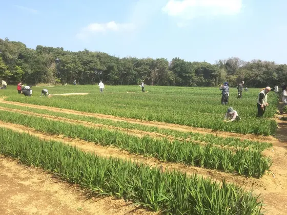 無料摘み取りできます