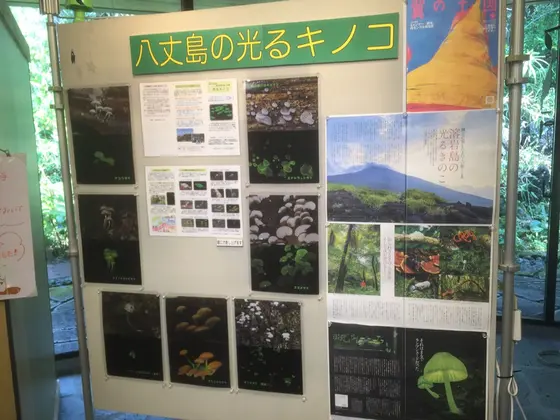 光るキノコ