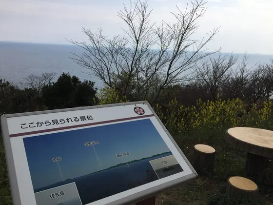 サクラの広場