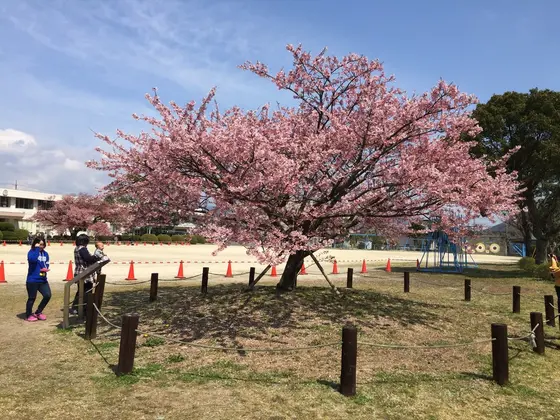 蓬莱桜