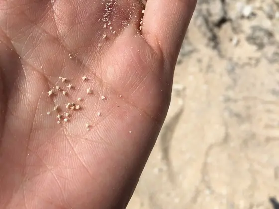 星の砂？