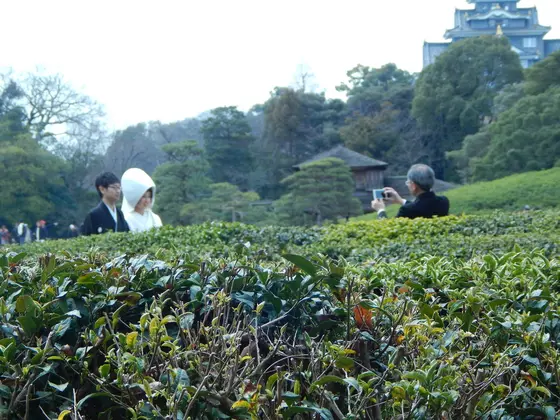 茶畑の向こうにお嫁さんが