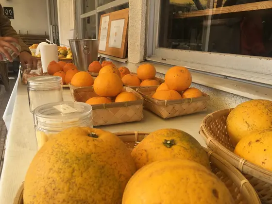 みかん一皿どうぞ。