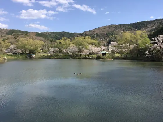 桜の時期はこんなに綺麗なんですよ