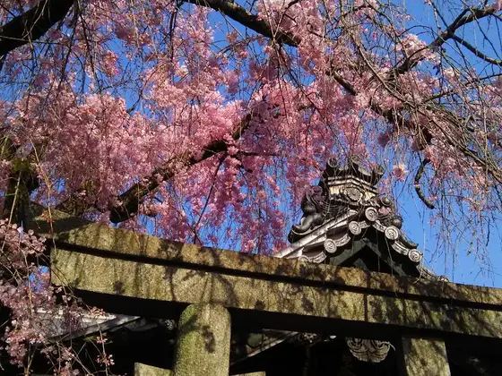本堂前の「紅しだれ桜」