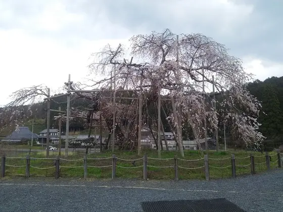 その①都落ちした人たちによって植えられた説