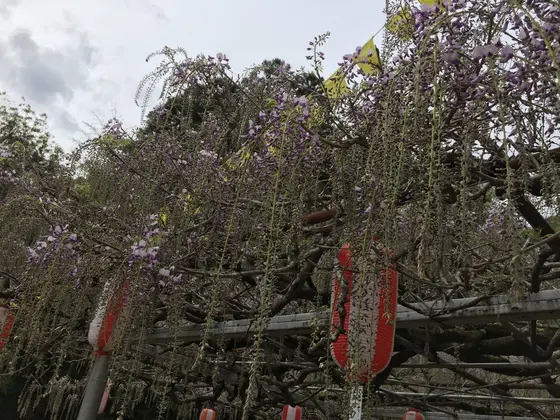 大藤棚