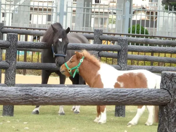 ポニーと触れ合える！