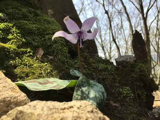 カタクリの花
