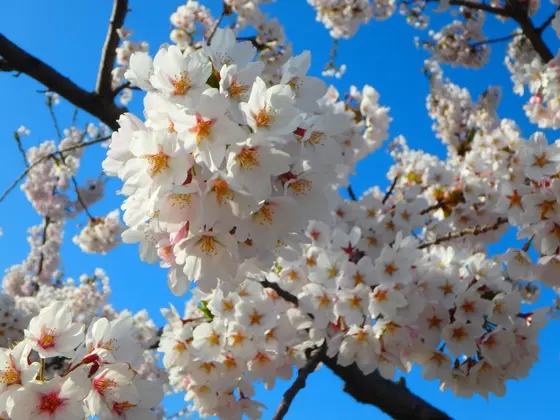 五稜郭公園の桜