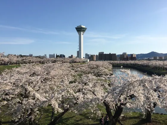 丘の上からはまるで桜の絨毯が広がっているみたい🌸