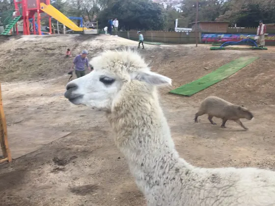 ちびっこどうぶつ広場