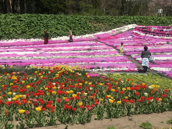 チューリップ&芝桜