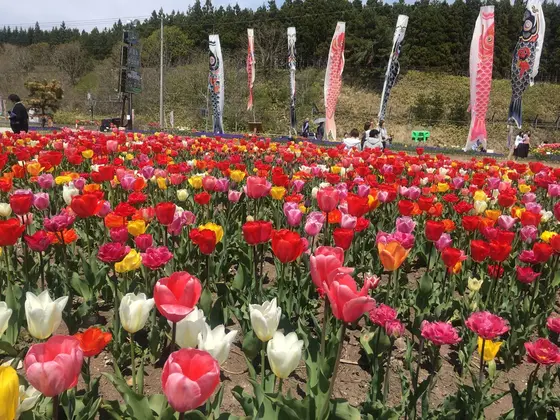 鯉のぼりとチューリップ🎏🌷