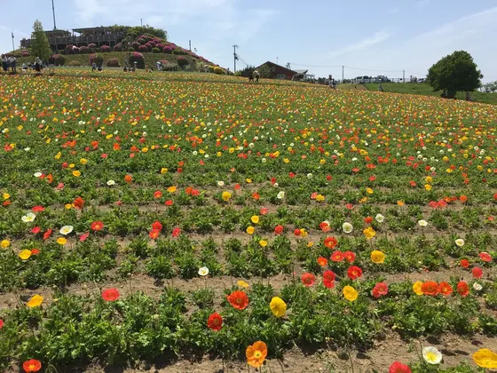 一面のアイスランドポピー(4月下旬〜5月下旬)