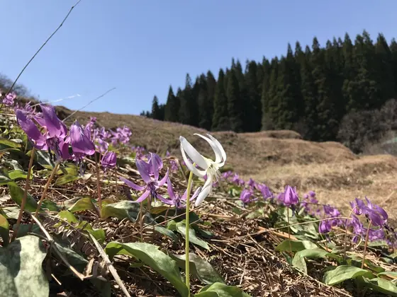 幸せを呼ぶ白花！