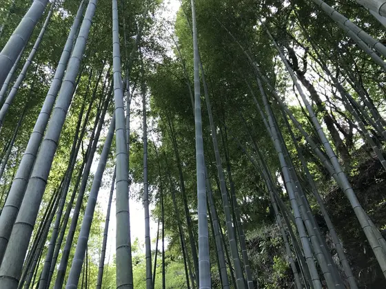 竹林も！
