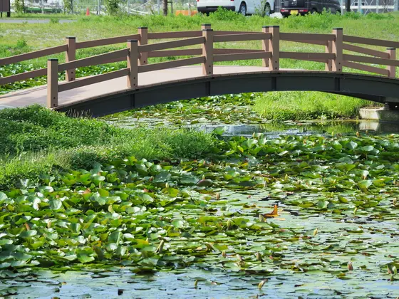 ハスが開花したら凄い！