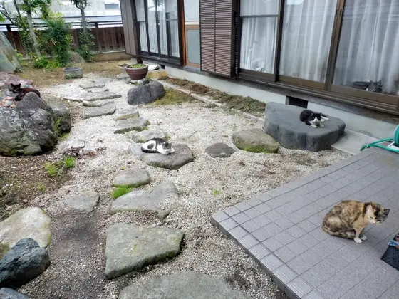 ねこ、お庭にいっぱいです