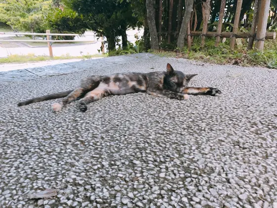 通りにいたネコ