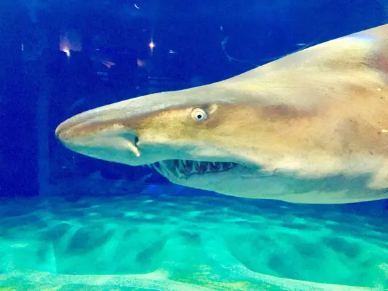 サメの海