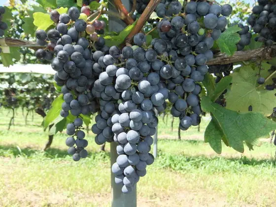 ぶどう畑ガイドツアー付き